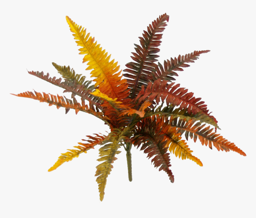 11 - Fern, HD Png Download, Free Download