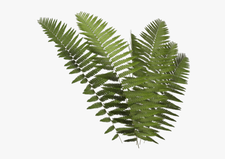 Transparent Ferns Png - Fern Png, Png Download, Free Download