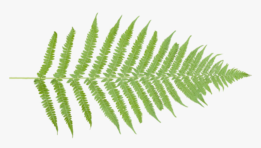 Ostrich-fern - Fern, HD Png Download, Free Download