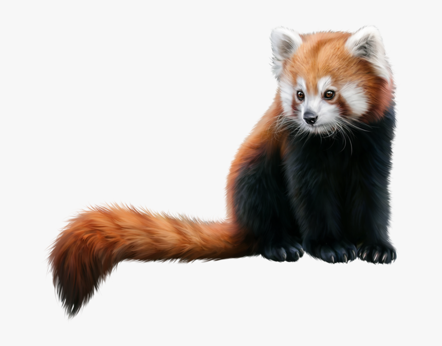 Transparent Red Panda Png - Red Panda Png, Png Download, Free Download