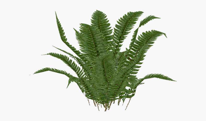 Swordfern - Western Sword Fern Png, Transparent Png, Free Download