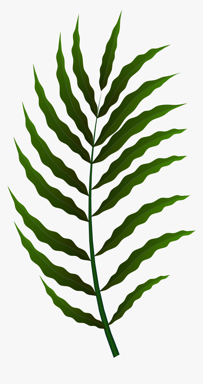 Fern Clipart , Png Download - Portable Network Graphics, Transparent Png, Free Download