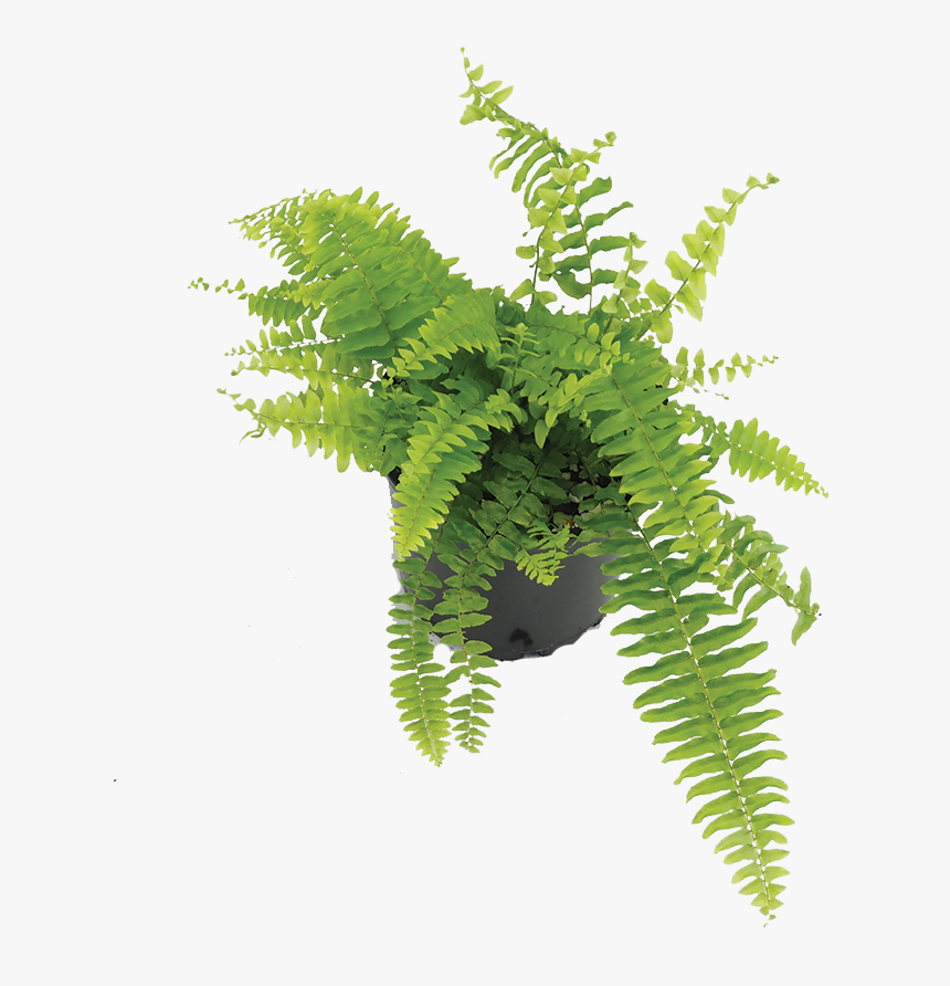 Fern , Png Download - Fern, Transparent Png, Free Download