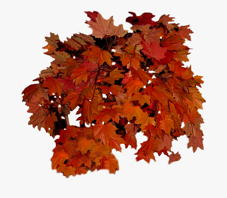Real Fall Leaves Png Transparent Background Leaf Autumn Png Png Download Kindpng