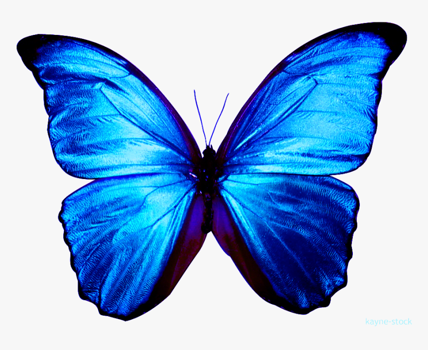 Đồ họa bướm xanh tuyệt đẹp sẽ khiến bạn cảm thấy như đang được đưa vào một thế giới hoàn toàn khác biệt, một thế giới chỉ tồn tại trong trí tưởng tượng của bạn. Hãy chiêm ngưỡng những hình ảnh đầy màu sắc và sự sống động của loài bướm xanh để cảm nhận vẻ đẹp trọn vẹn của nó.