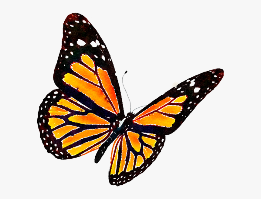 Monarch Butterfly Transparent Background, HD Png Download, Free Download