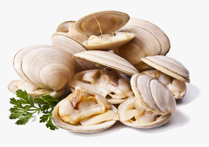 Clam Png Images Transparent Free Download - Clams Png, Png Download, Free Download
