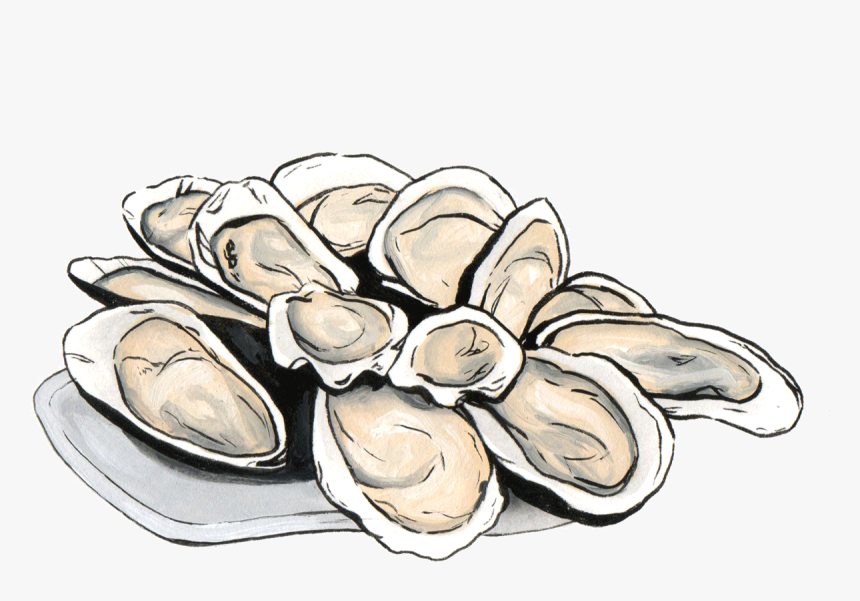 Clam - Oyster Png, Transparent Png, Free Download