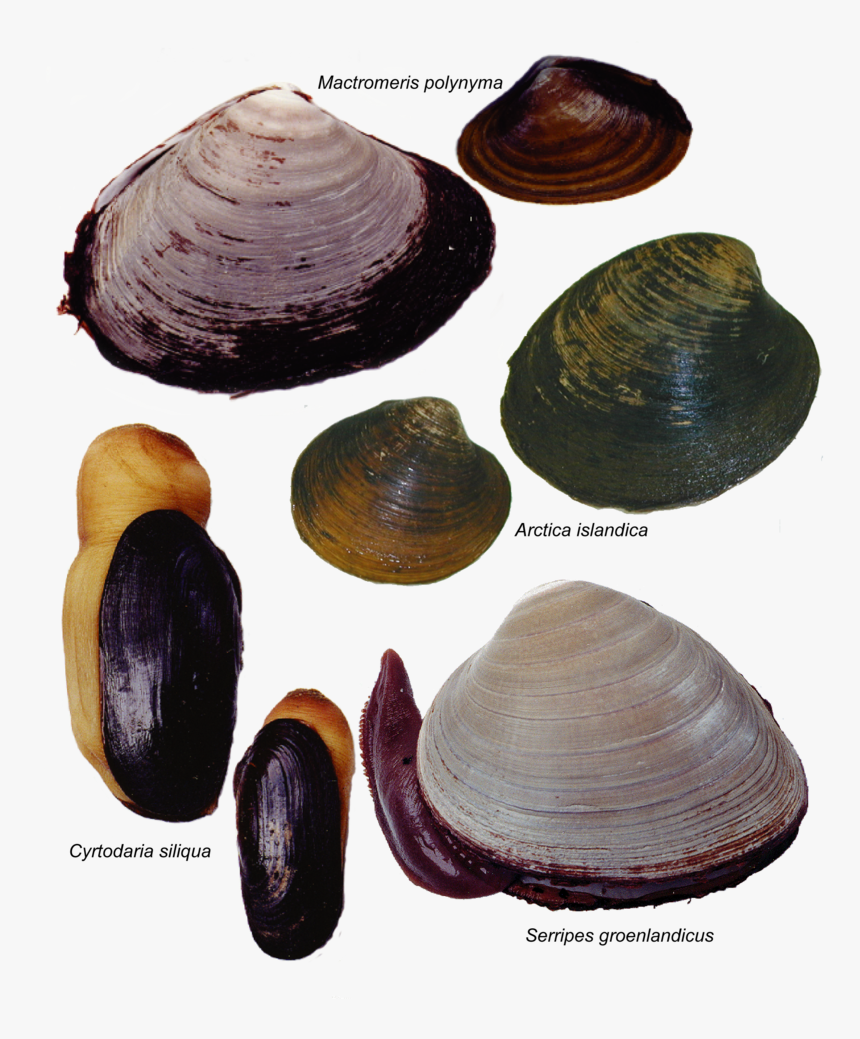 Large Clam Species - Mactromeris Polynyma, HD Png Download, Free Download