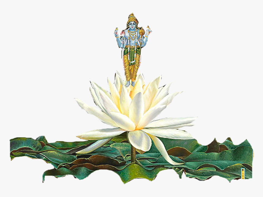 Sacred Lotus, HD Png Download, Free Download