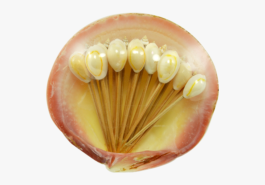 Cocktail Toothpicks In Clam Shell - Cockle, HD Png Download, Free Download