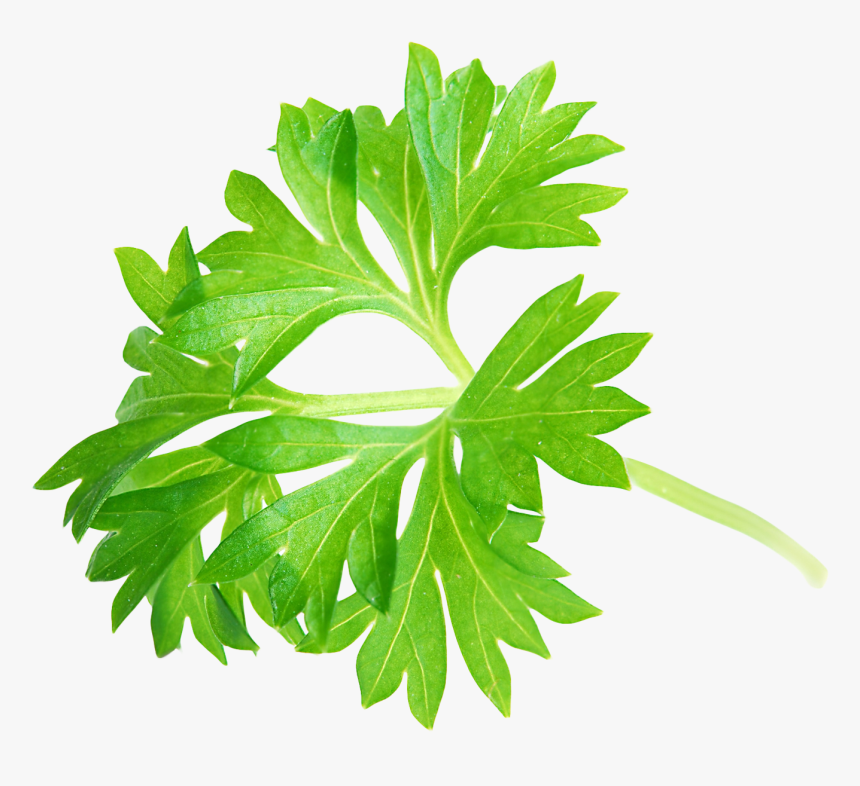 Parsley Png, Transparent Png, Free Download