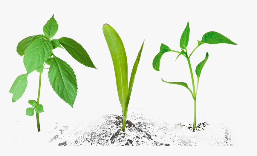 Home - Small Plant, HD Png Download, Free Download