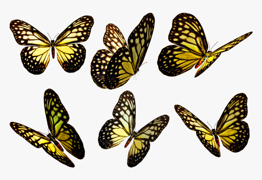 Transparent Flying Butterfly Clipart - Flying Transparent Background Butterfly Png, Png Download, Free Download