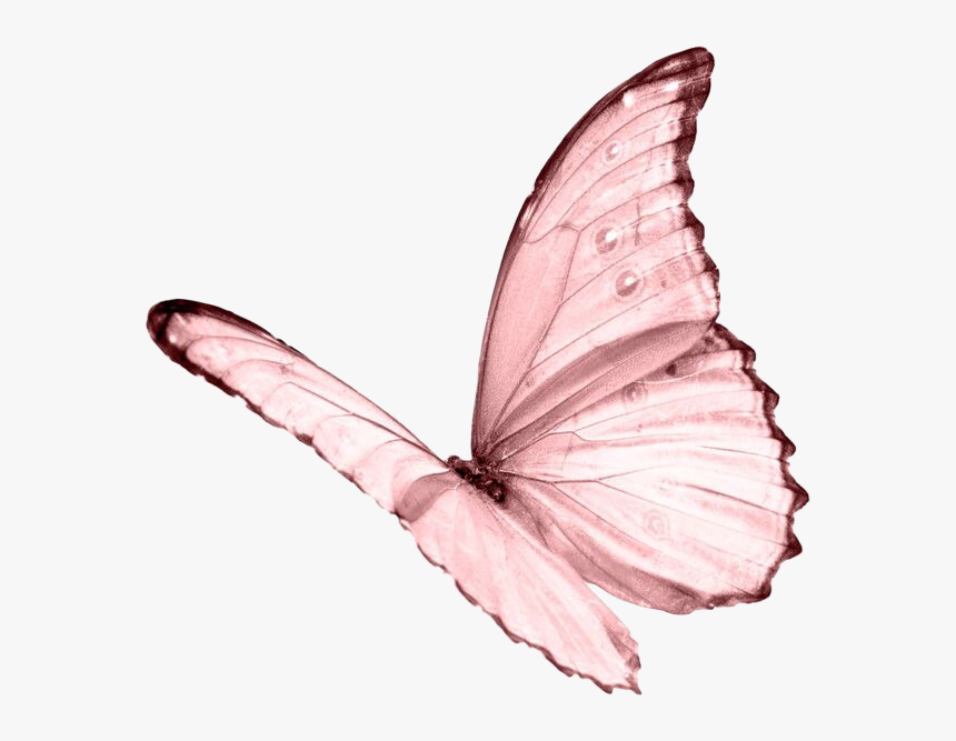#moodboard #aesthetic #pastel #pink #butterfly #niche - Pink Butterfly Png, Transparent Png, Free Download