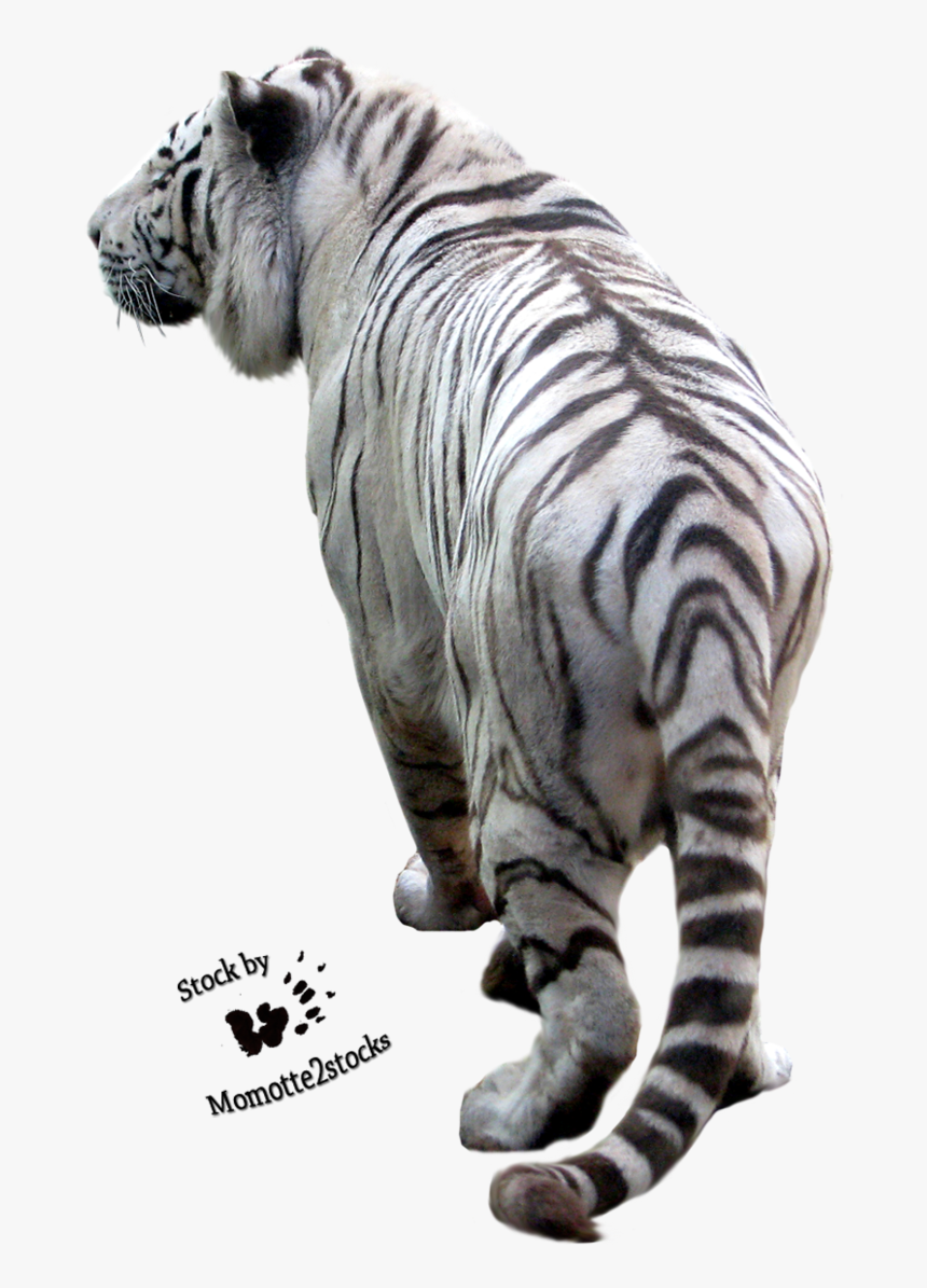 Tiger Png Image Download Tigers Png Image Pretty Cats, - Transparent Background White Tiger Background White, Png Download, Free Download