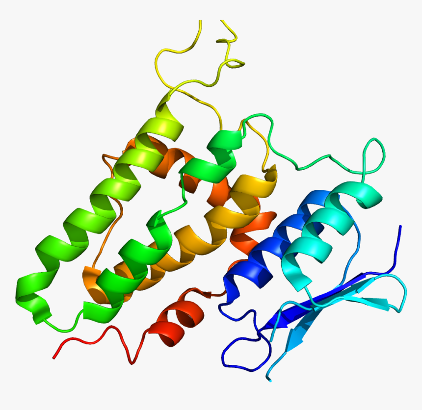 Protein Clic2 Pdb 2per, HD Png Download, Free Download