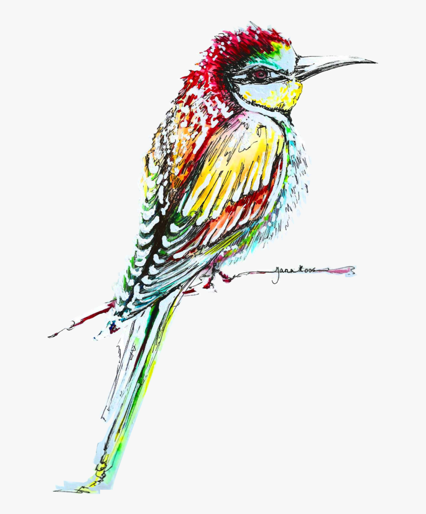 Kingfisher Bird Png High-quality Image - Bee Eater, Transparent Png, Free Download