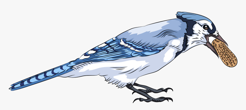 Blue Jay With Peanut Free Transparent Png - Blue Jay, Png Download, Free Download