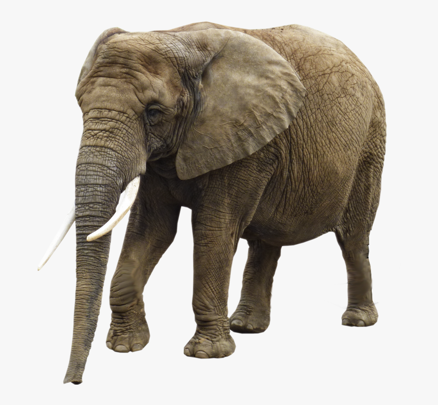 Elephant Png - Elephant Images Hd Png, Transparent Png, Free Download