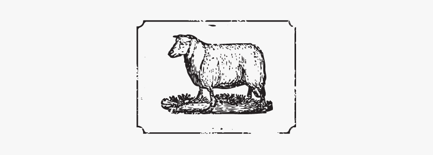 Cattle, HD Png Download, Free Download