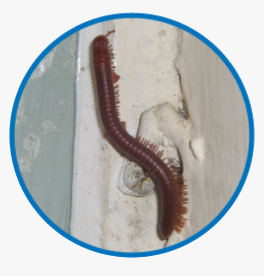 Centipede, HD Png Download, Free Download