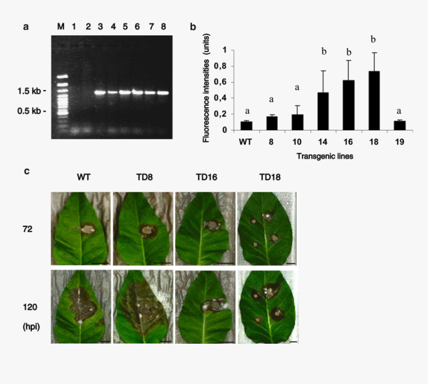 Transparent Tobacco Plant Png - Plant Pathology, Png Download, Free Download