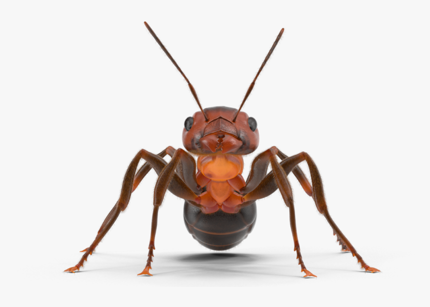 Picture - Ant, HD Png Download, Free Download