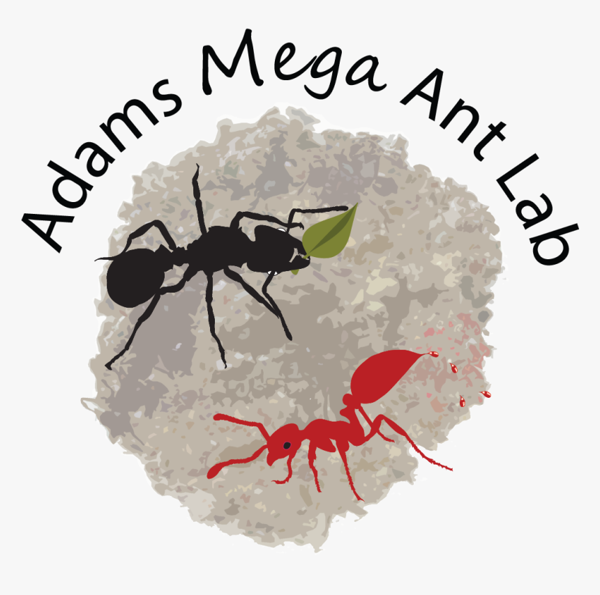 Ant, HD Png Download, Free Download