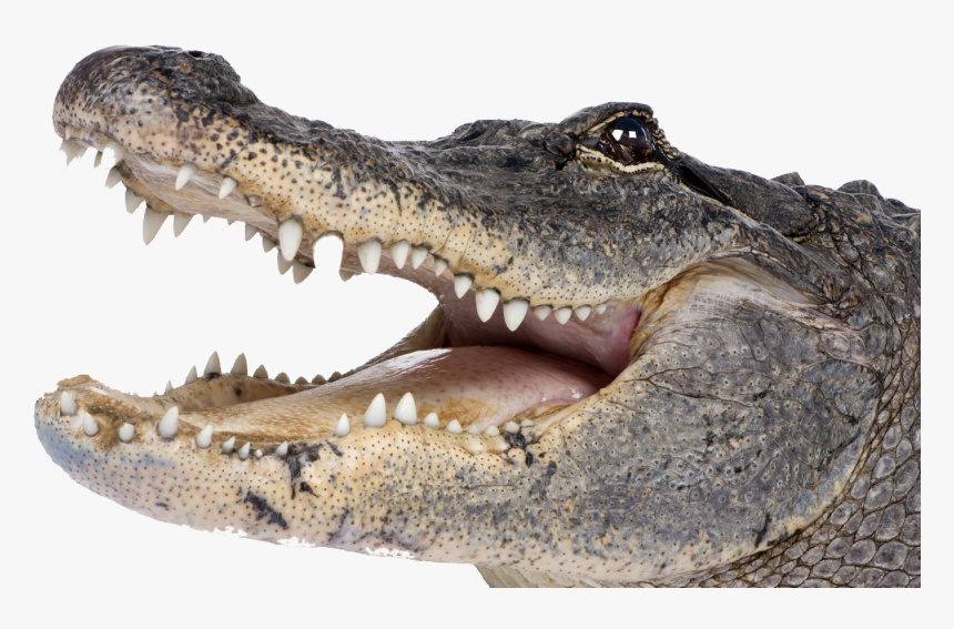 Gator Png , Pictures - Alligator Png, Transparent Png, Free Download