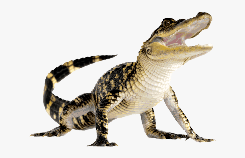 Alligator Png, Transparent Png, Free Download