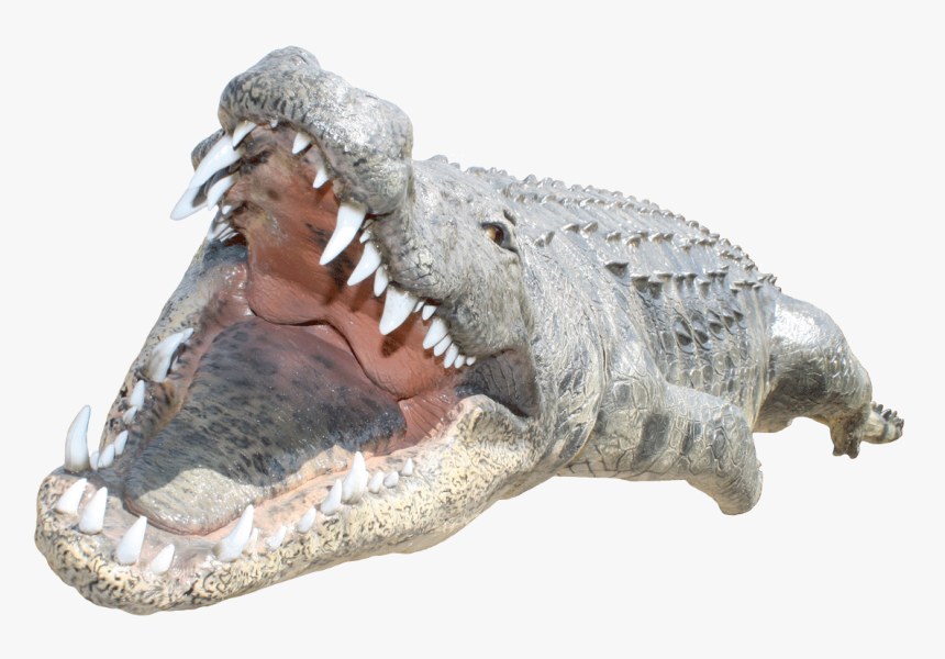 Png Images Free Download - Crocodile Head Png, Transparent Png, Free Download