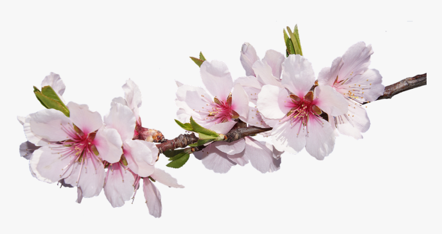 Blossom, Bloom, Almond Blossom, Flowering Twig, Pink - Real Cherry Blossom Pink Flower Png, Transparent Png, Free Download