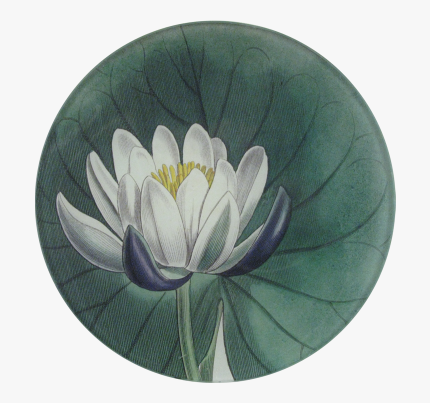 Sacred Lotus, HD Png Download, Free Download