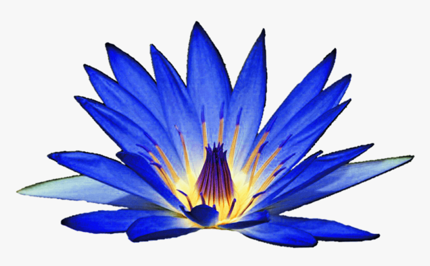 Blue Water Lily Clipart, HD Png Download, Free Download