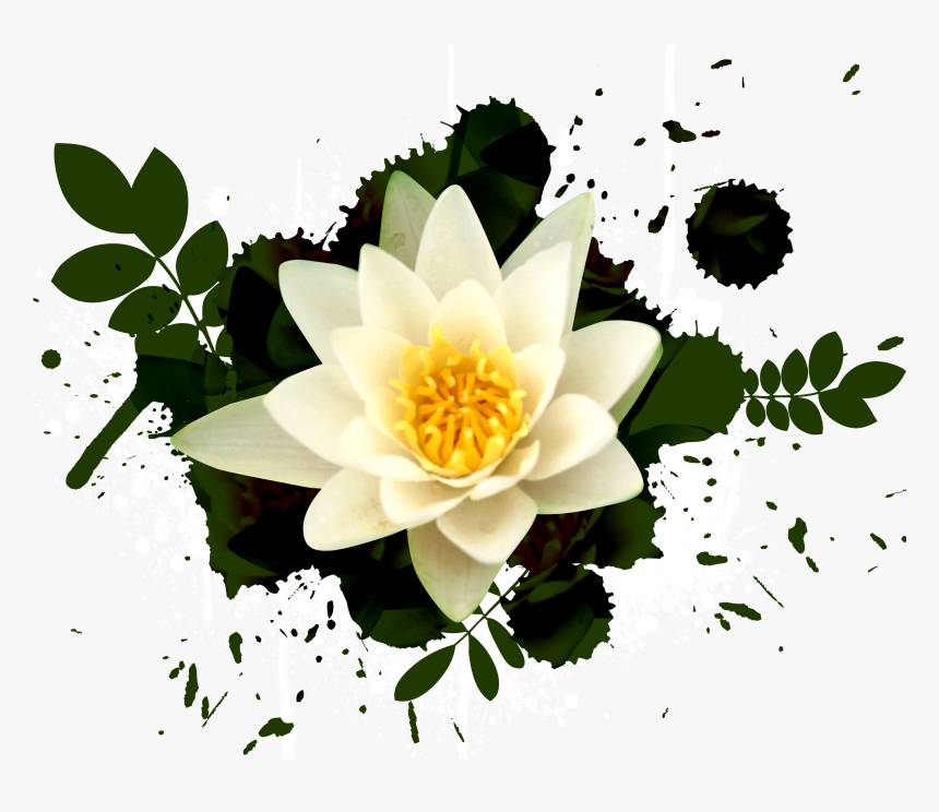 Water Lily Wallpaper For Computer - Psd, HD Png Download, Free Download