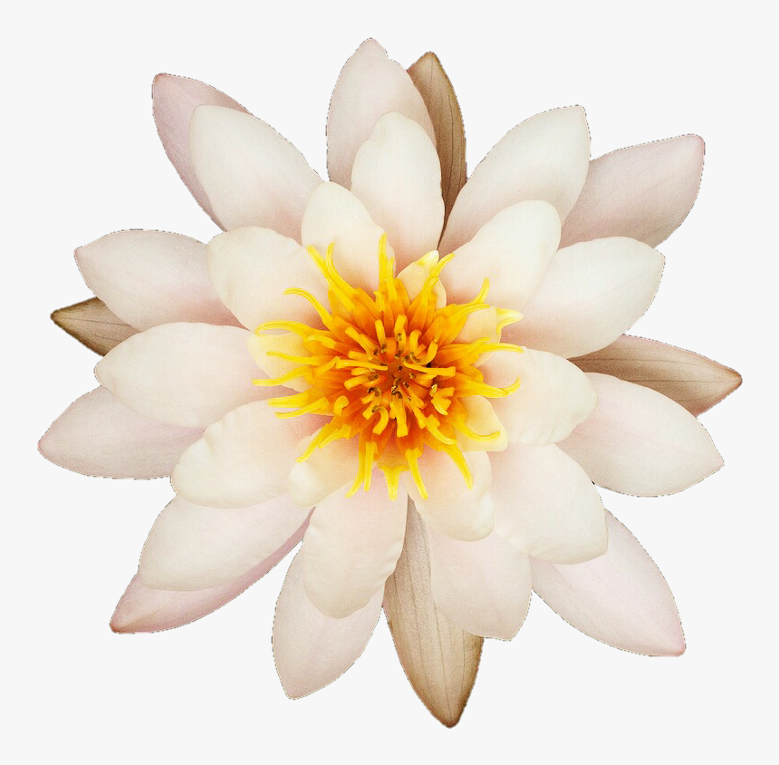 White Water Lily Png, Transparent Png, Free Download