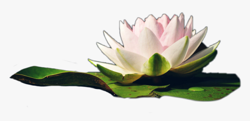 #water #lily #jhyuri #flower - Sacred Lotus, HD Png Download, Free Download