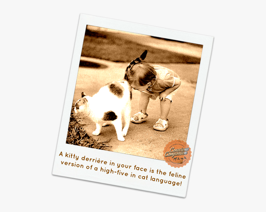 Cat Greeting - Dog's Butt On A Cat's Face, HD Png Download, Free Download