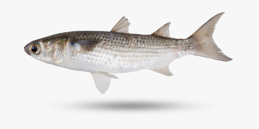 Mullet - Touladi, HD Png Download, Free Download