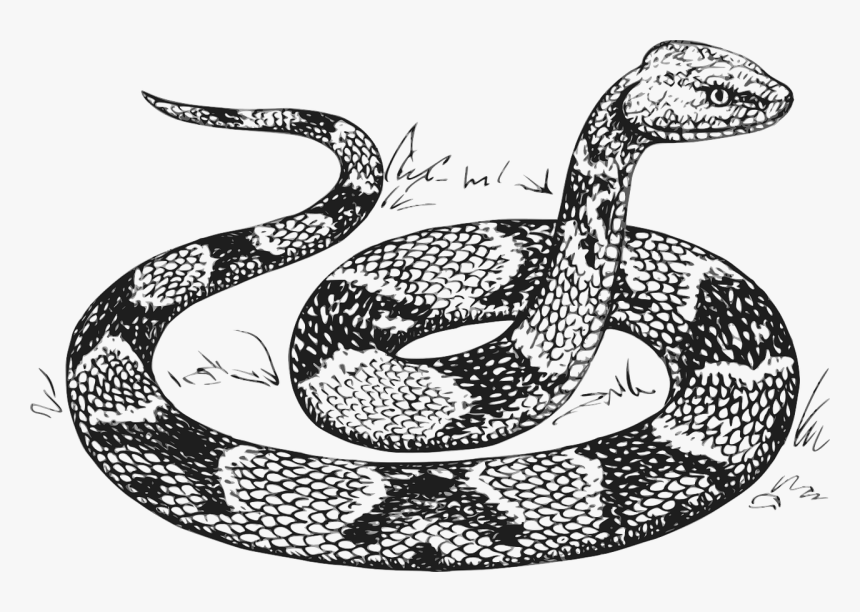 Snake Drawing, HD Png Download, Free Download