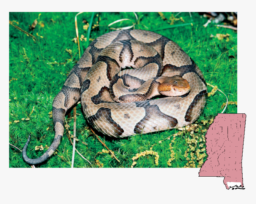 Copperhead Mississippi Snakes, HD Png Download, Free Download