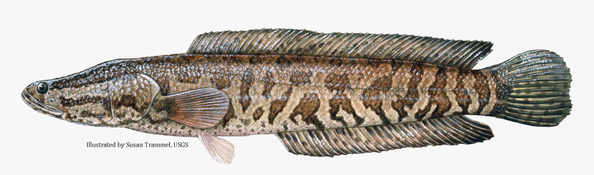 Snake Fish In Georgia, HD Png Download, Free Download