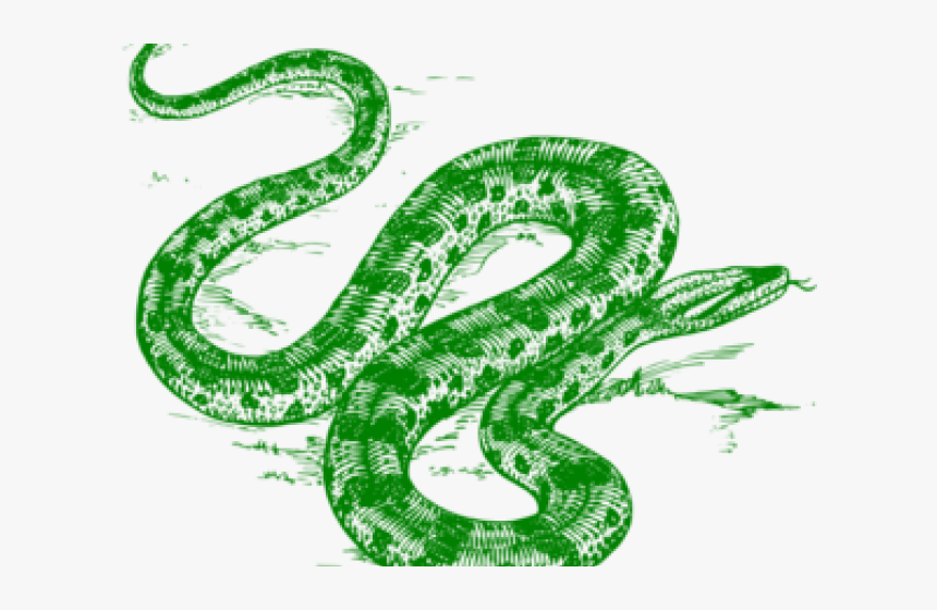 Transparent Coiled Rattlesnake Clipart - Anaconda In Black And White, HD Png Download, Free Download