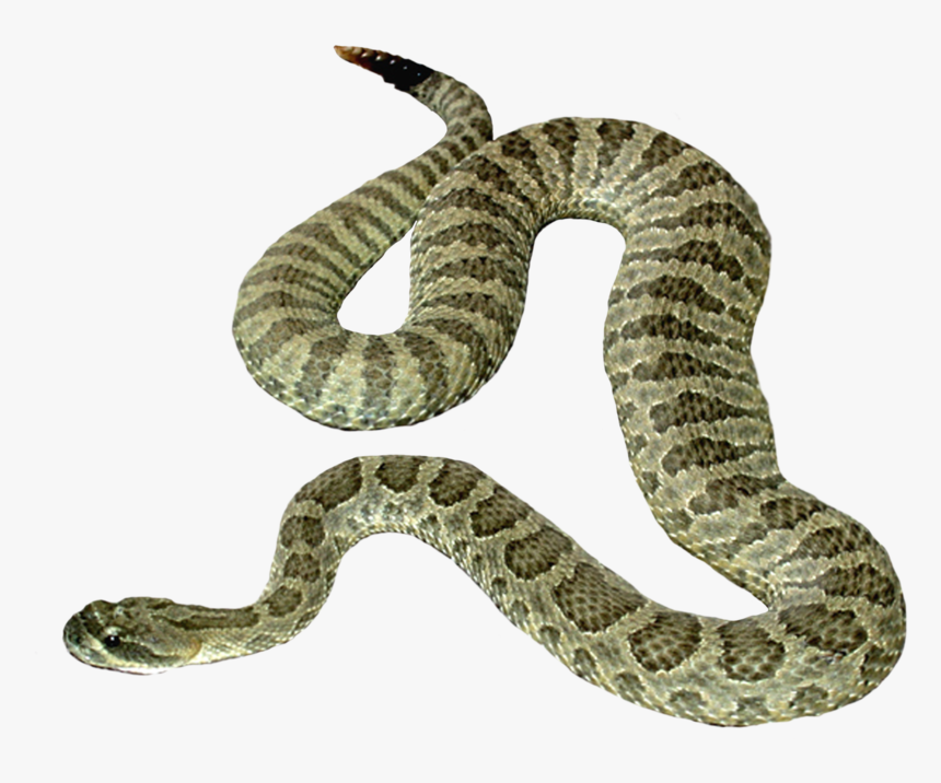 Serpent Png Page - Transparent Background Snake Clipart, Png Download, Free Download