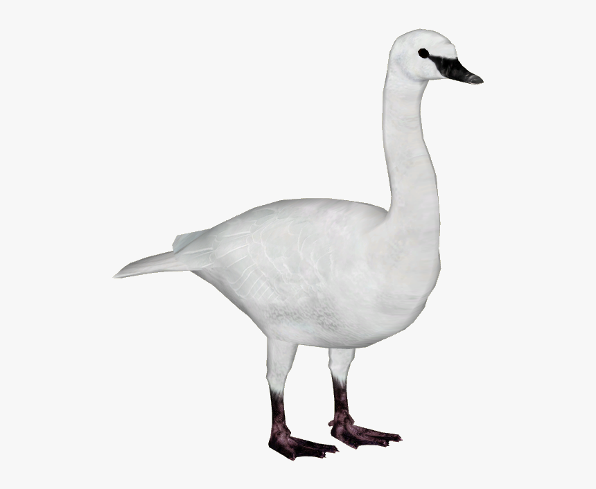 Swan Png Image Transparent - Trumpeter Swan Png, Png Download, Free Download