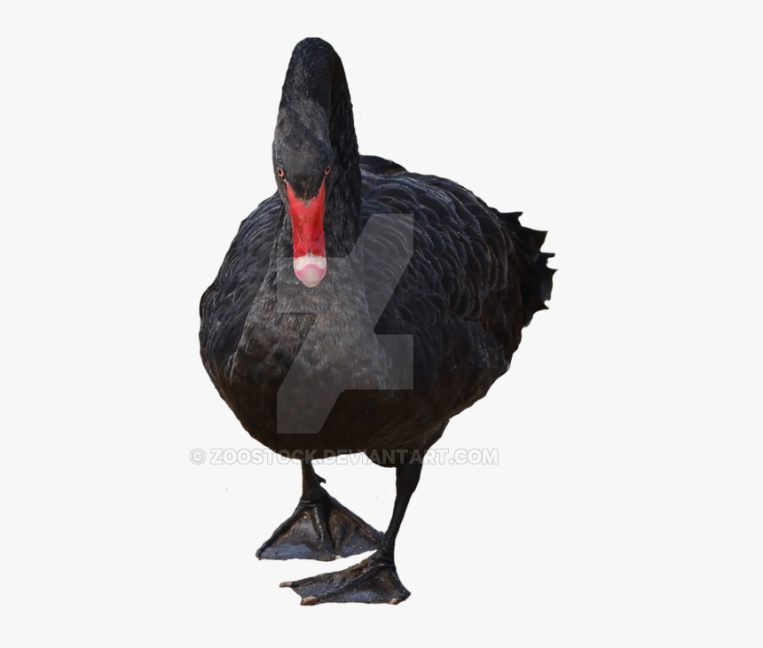 Hunting-decoy - Black Swan Transparent Background, HD Png Download, Free Download