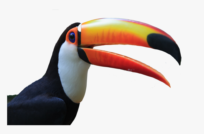 Transparent Background Toucan Transparent, HD Png Download, Free Download