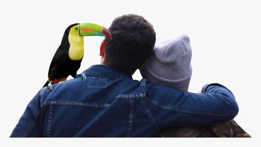 Toucan, HD Png Download, Free Download