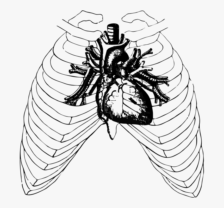 Heart, Human, Anatomy, Health, Halloween, Ribs - Tell Tale Heart, HD Png Download, Free Download